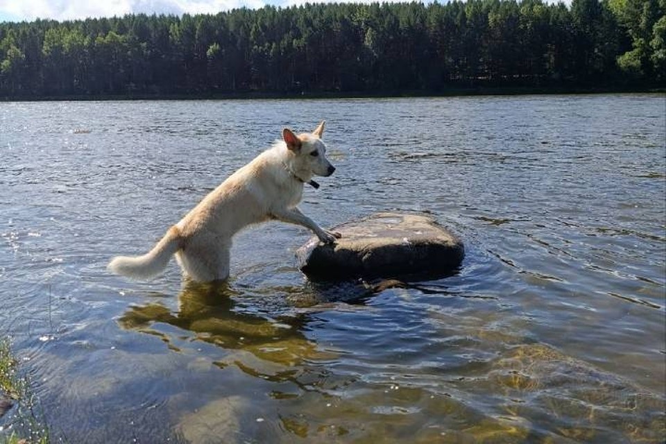    Теперь бывший бездомный щенок живет свою лучшую жизнь. Фото: личный архив хозяев Чайзера.