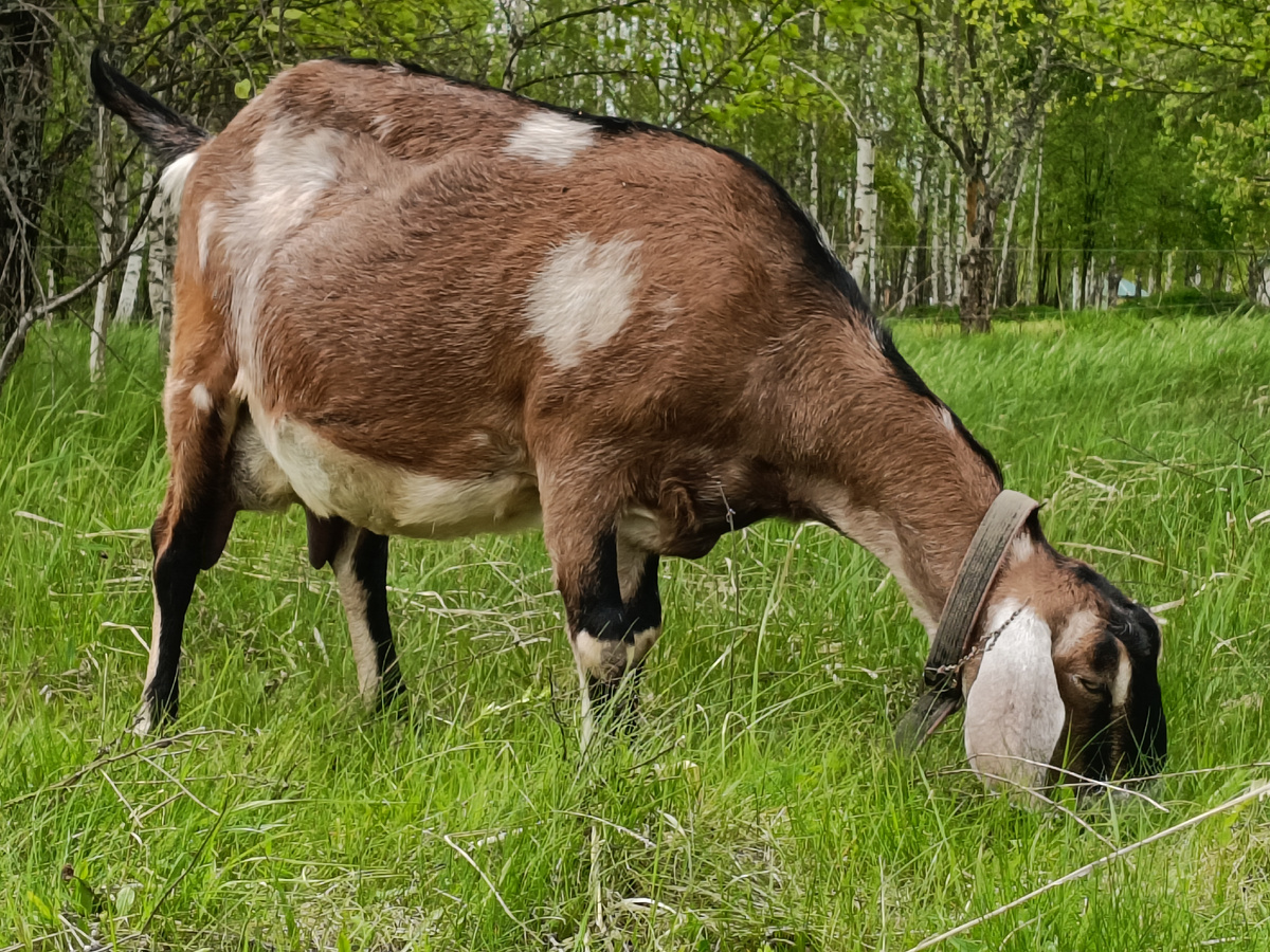 За час до дойки