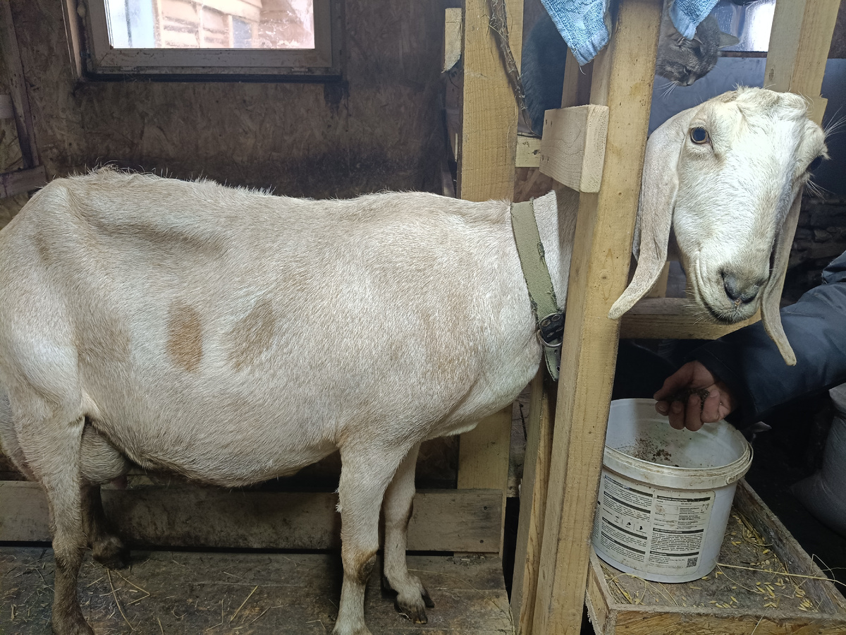 Всё съела, добавки просит