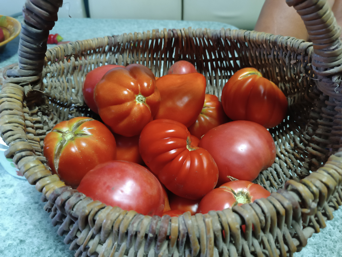 Эта корзина размером с таз. Помидоры просто гиганты.