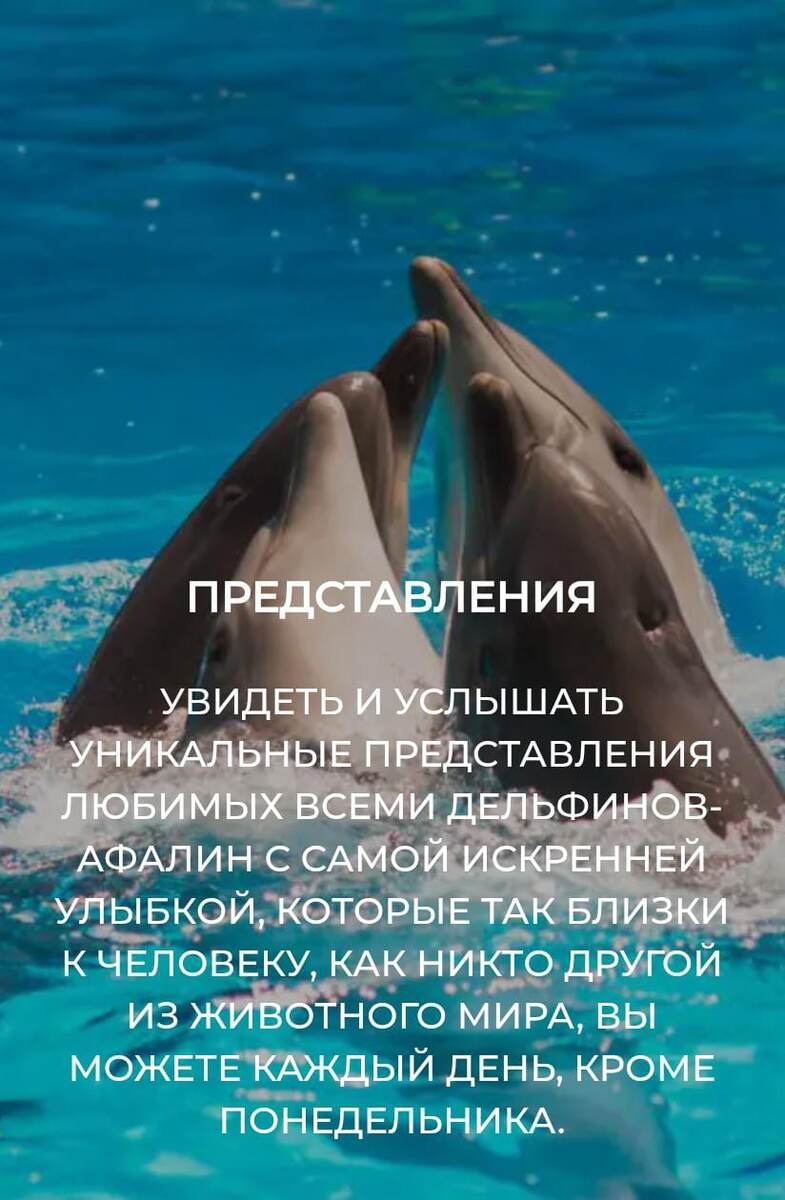 Фото с сайта дельфинария. 