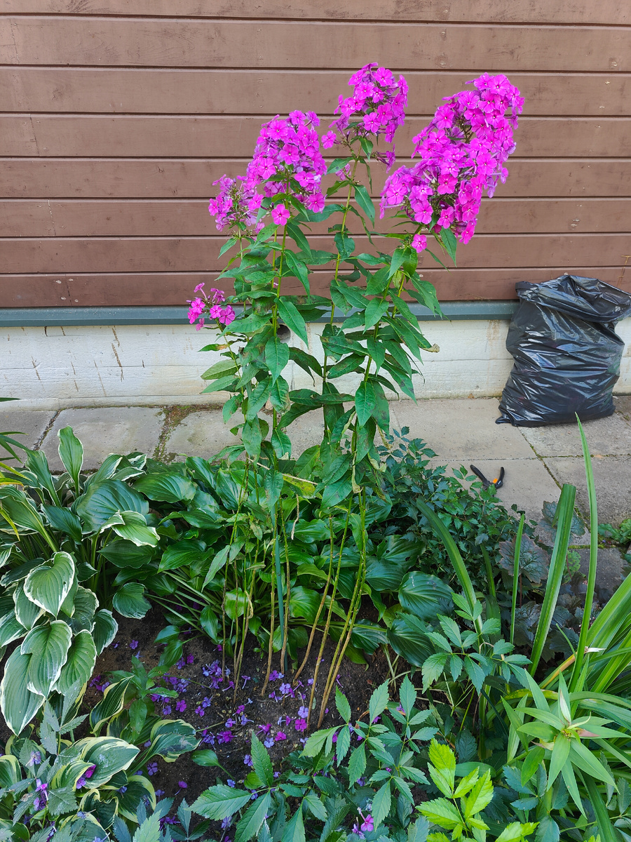 На заднем плане черный мешок, куда складывала всё обрезанное.