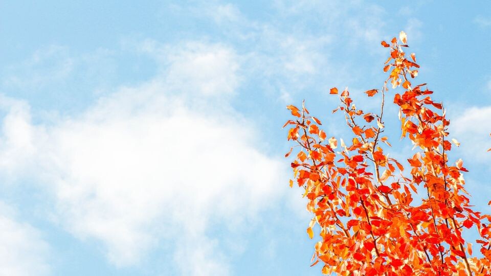    Осень, погода. Источник: unsplash.com