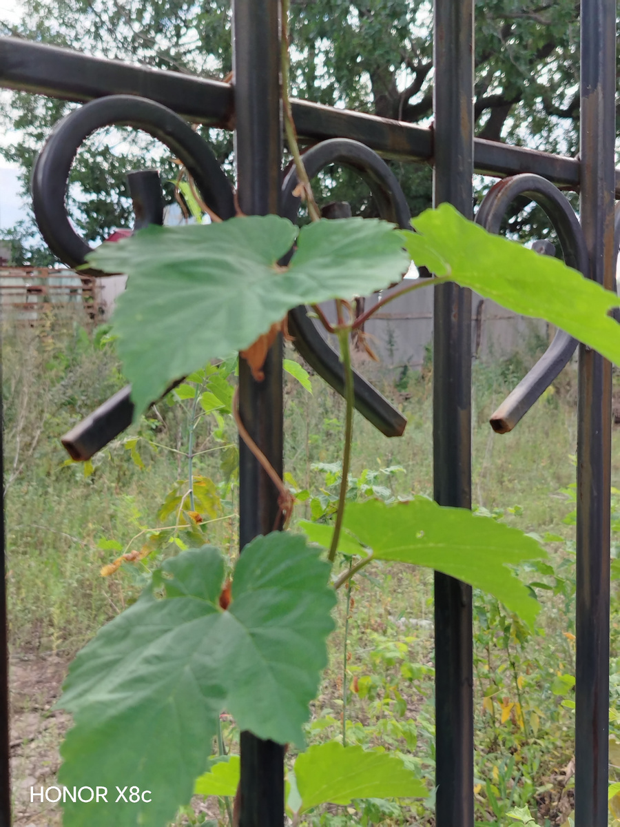 Фрагмент ограды