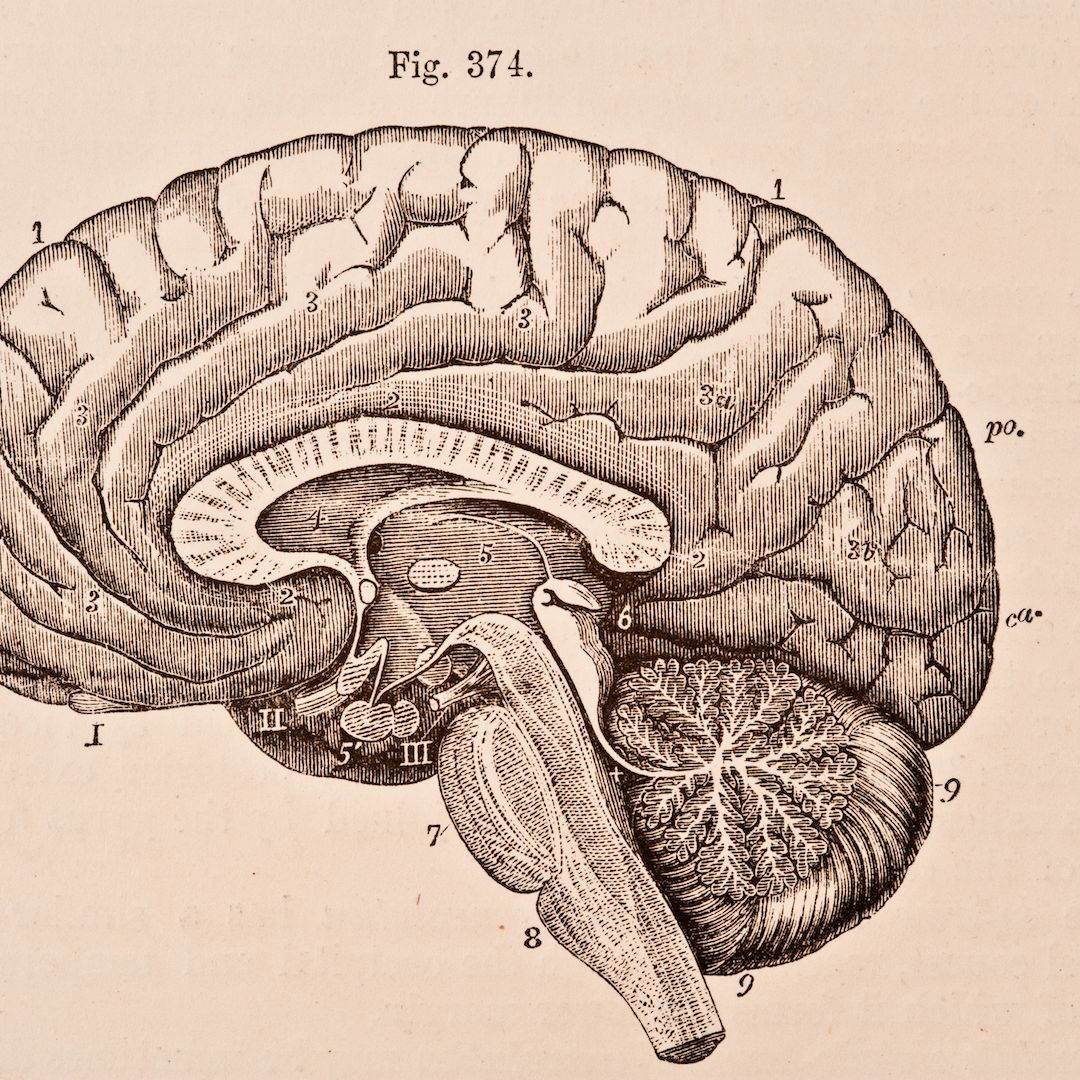 Старинная анатомическая иллюстрация, изображающая сагиттальный разрез человеческого мозга с обозначенными частями, иллюстрирующими структуры мозга, имеющие отношение к сознанию.