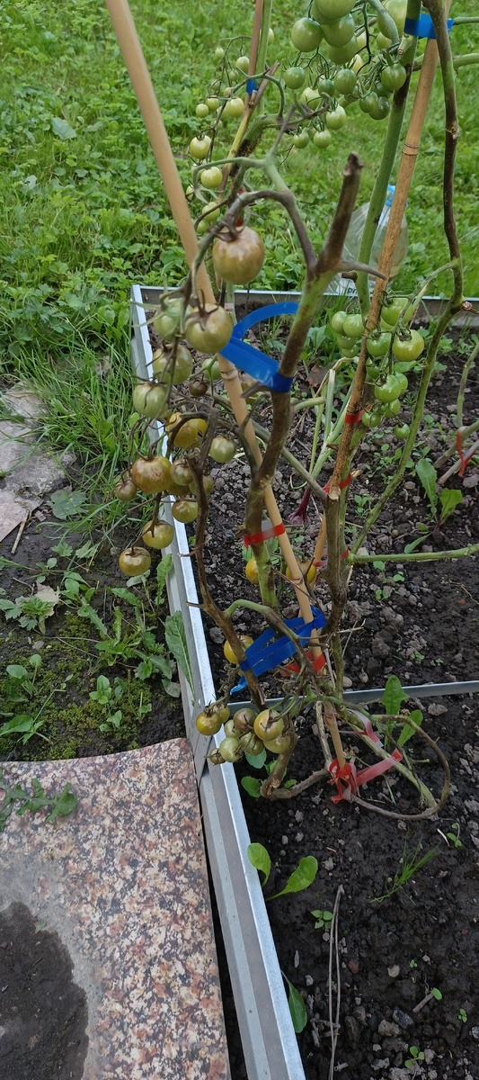 Этот куст выдернула и выбросила со всеми помидорчиками 😭