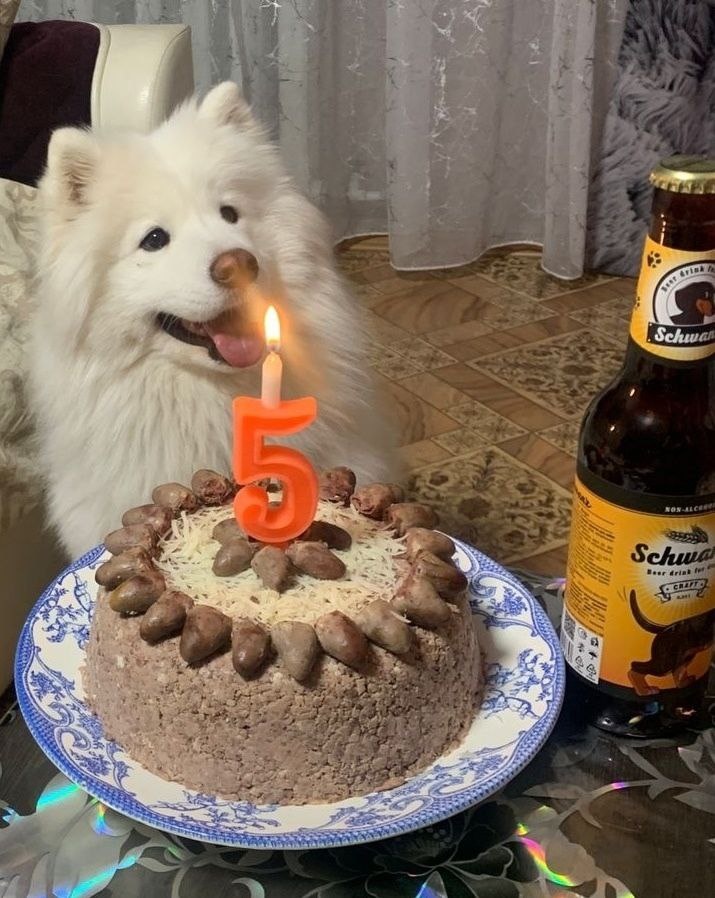 Пиво безалкогольное для собак специальное. 5 лет день рождения