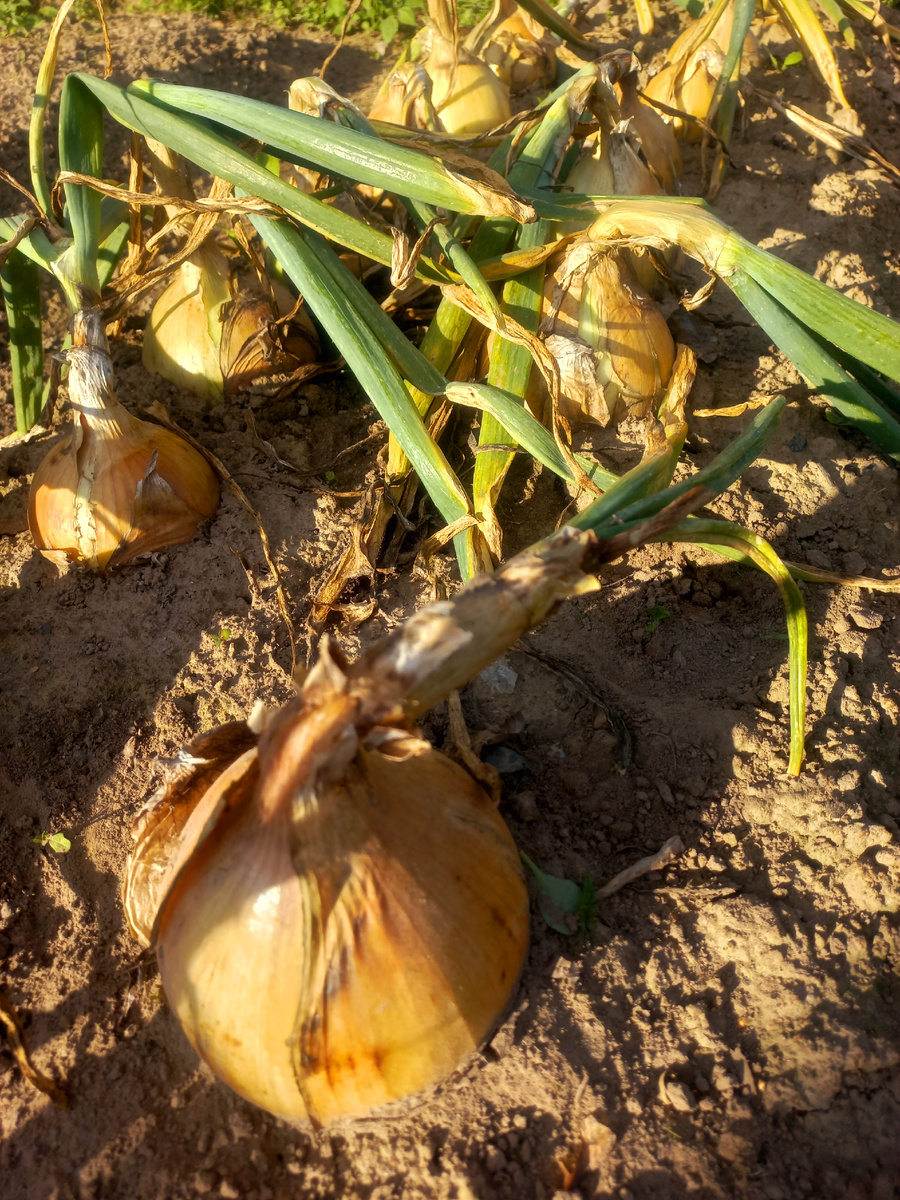 Алиса Крейг