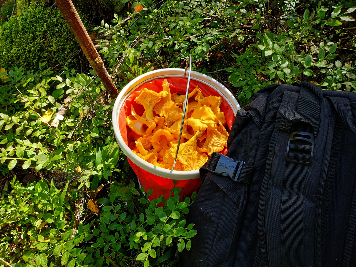 штук десять прямо в лесу съел ещё (я так делаю, но так делать не нужно)