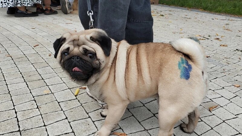     «Лапки-тапки» Предоставлено altapress.ru