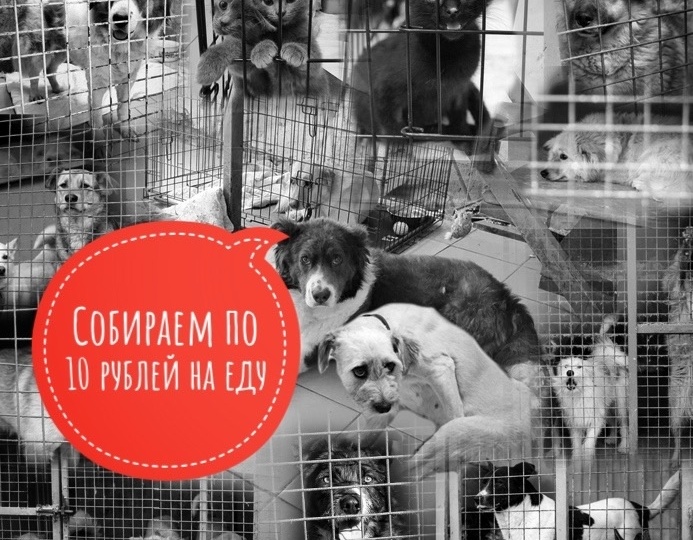 Собираем по 10 рублей на еду! В ЧАСТНОМ хосписе более 500 животных!