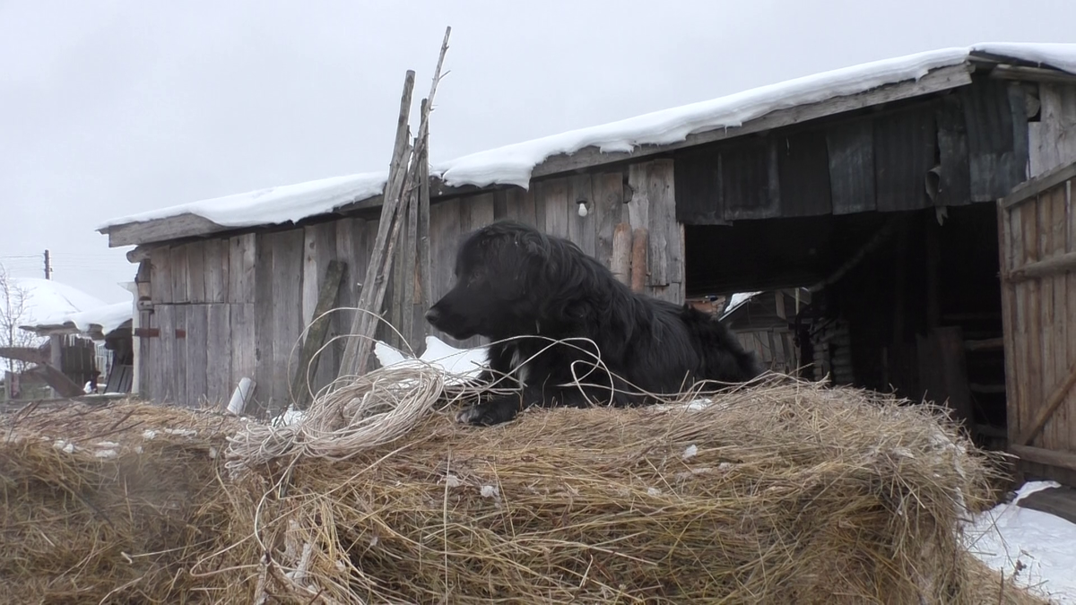 собака на сене
