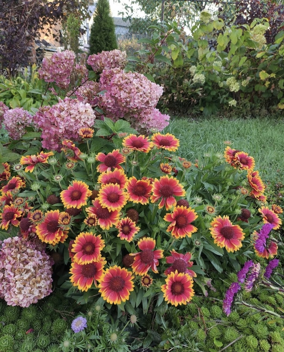 Гайлардия грандифлора "Аризона Ред"