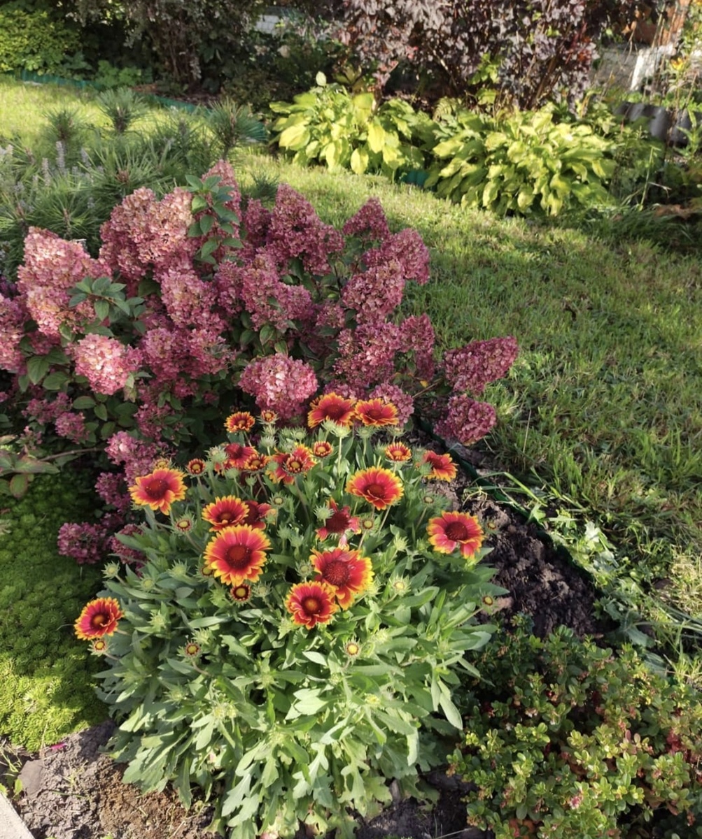 Гайлардия грандифлора "Аризона Ред"