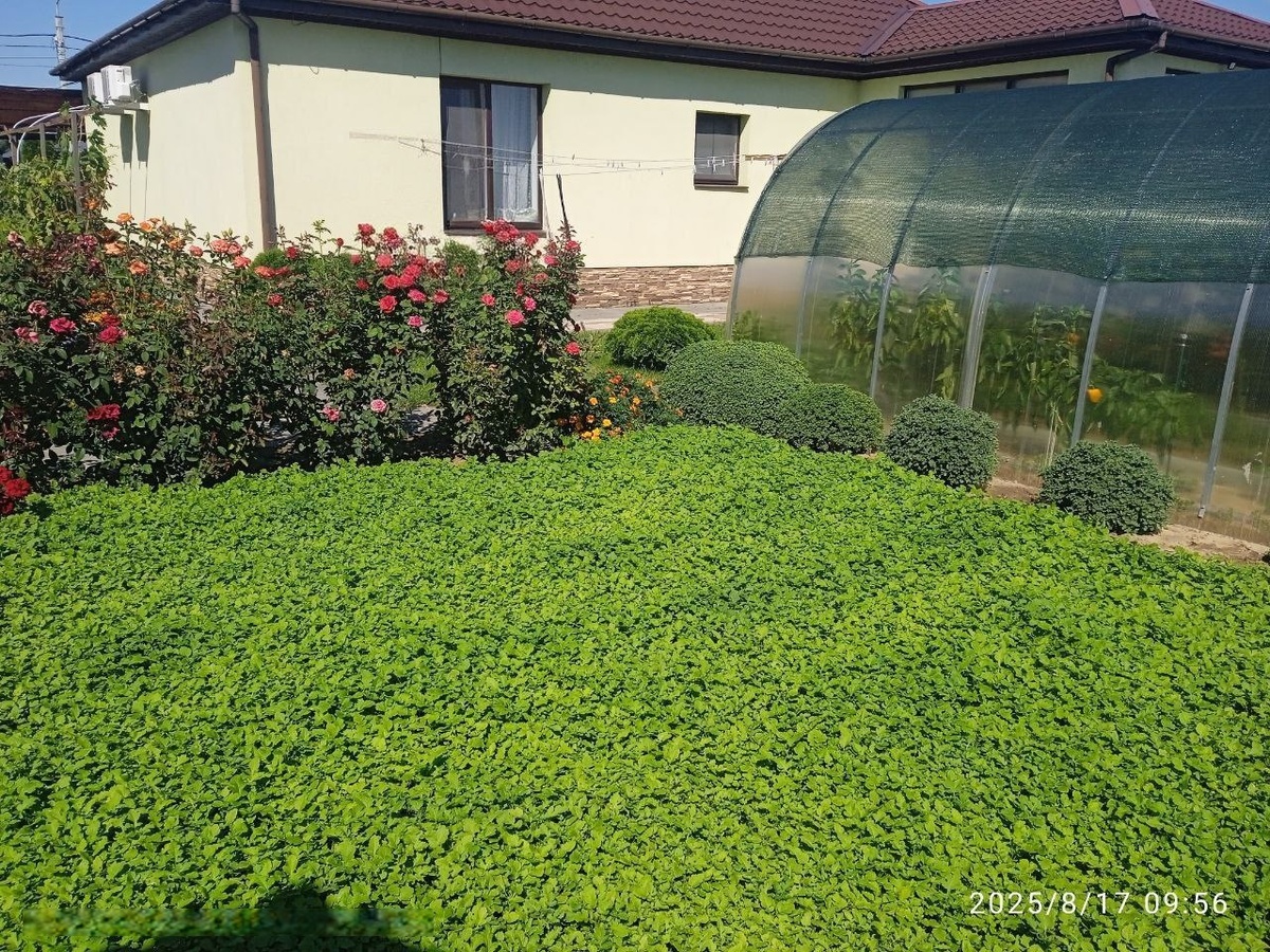 Мои сидераты на 17.08.2025 г.