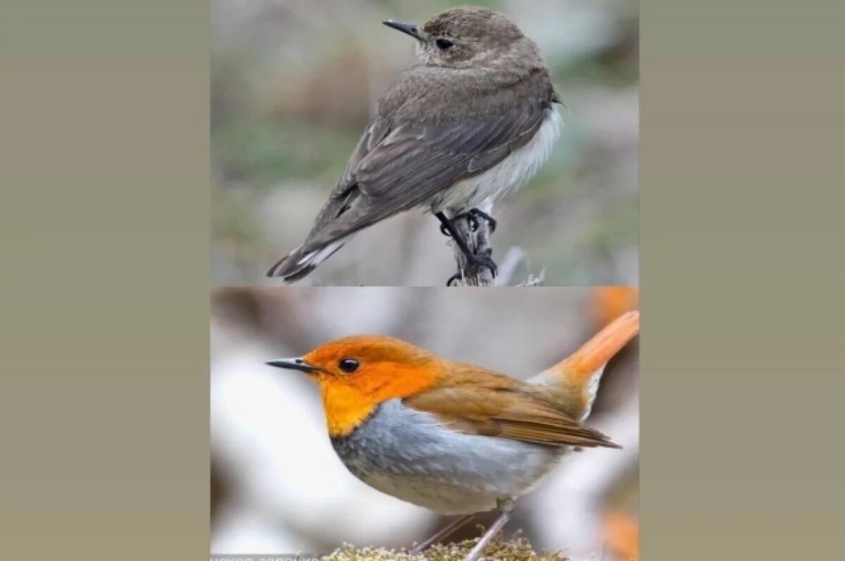    Уникальное открытие было совершено на острове Фуругельма, расположенном на крайнем юге России