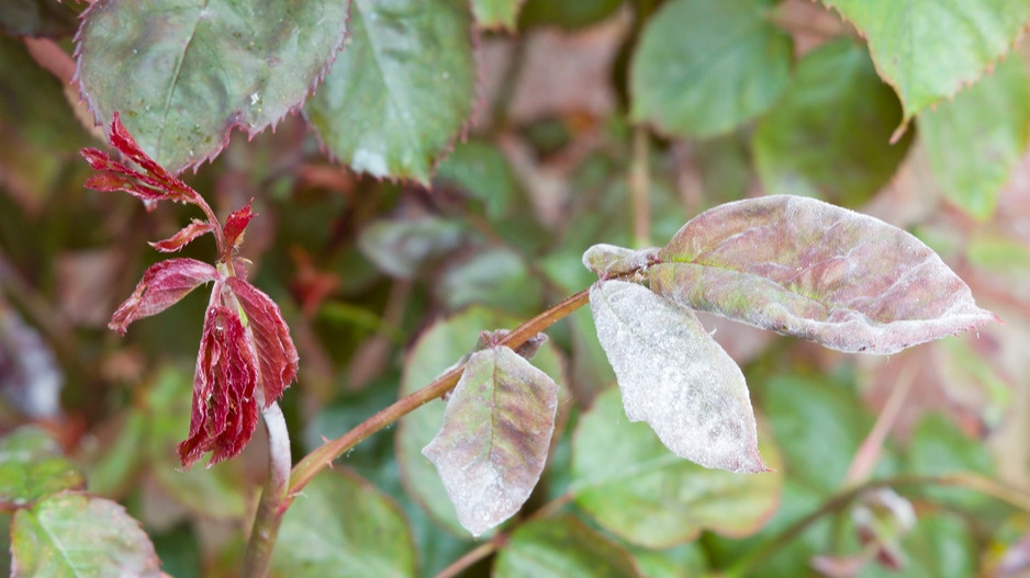 Раньше терял по 7 кустов роз каждый год из-за черной пятнистости. Теперь 1 профилактика сохраняет весь розарий