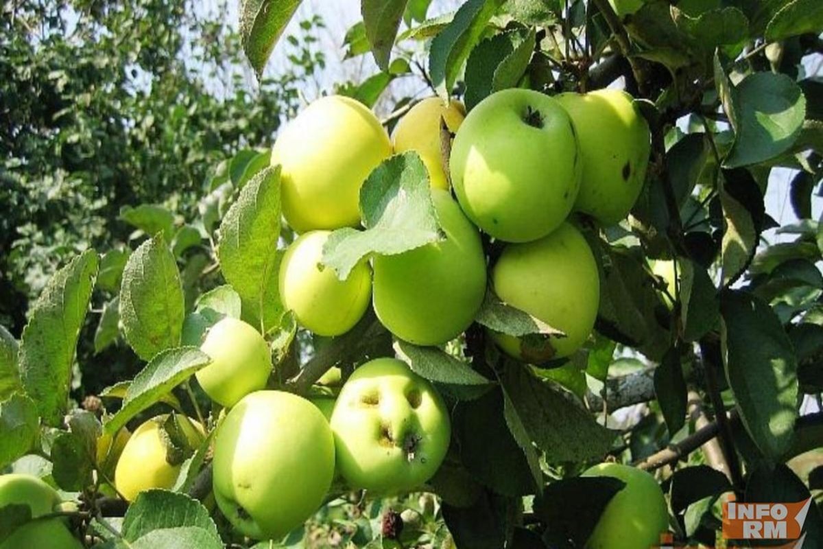    Фото: РИА «Инфо-РМ», источник: https: info-rm.com