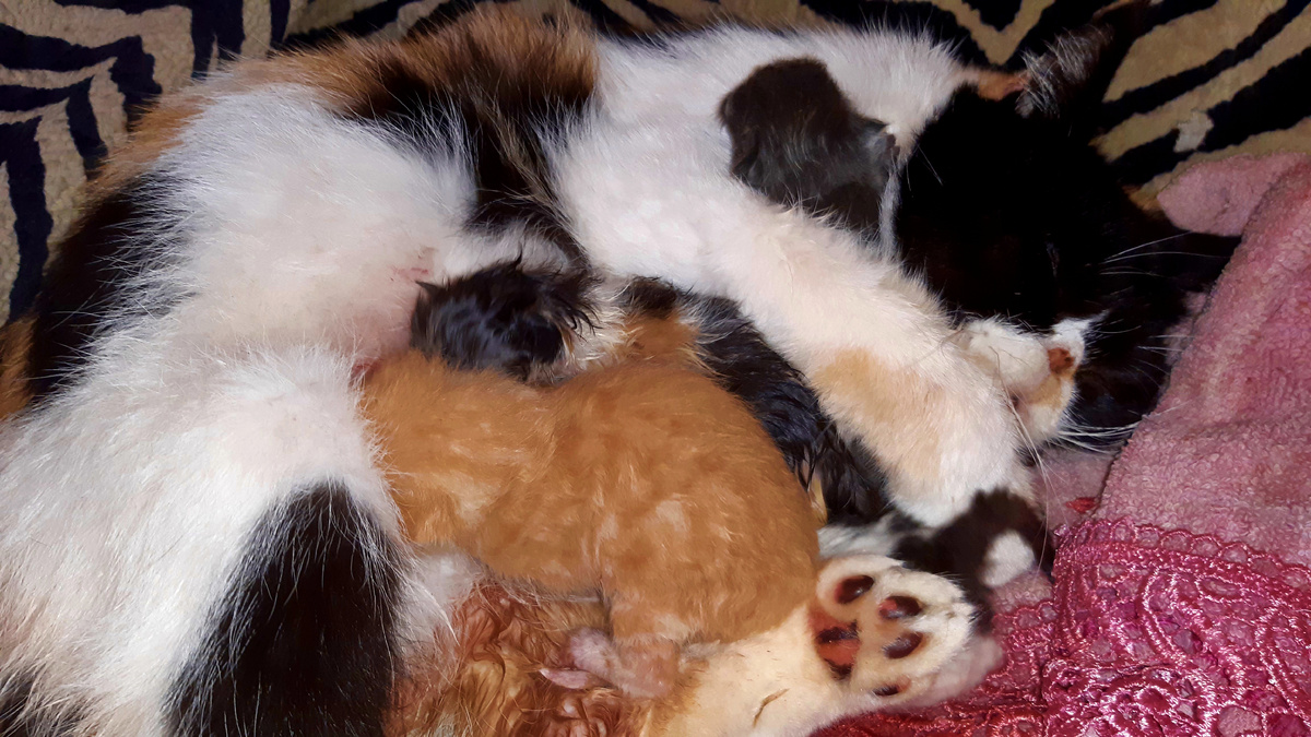 Масяня с детками