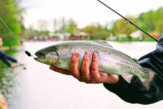 Фото с сайта: https://club-ihtiolog.ru/upload/iblock/c4a/c4a29f78beafac6fc8a045ed56fb697c.jpg