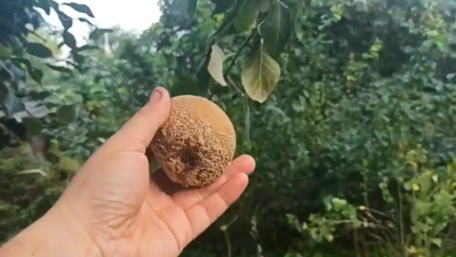 Типичные признаки монилиального ожога 