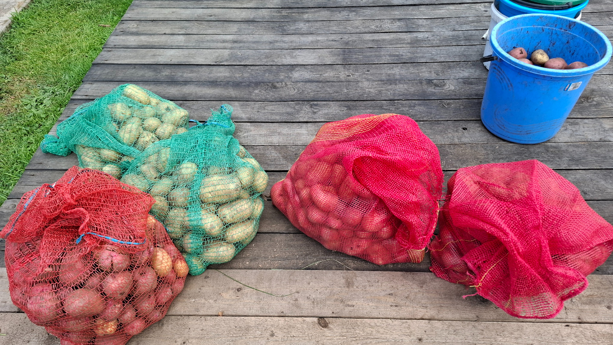 Часть картошки уже лежит в сетках. Так и сушу ее.