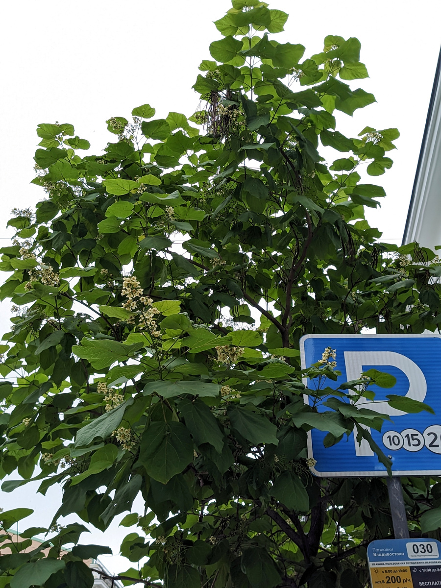 Катальпа, или макаронное дерево на одной из улиц Владивостока. 