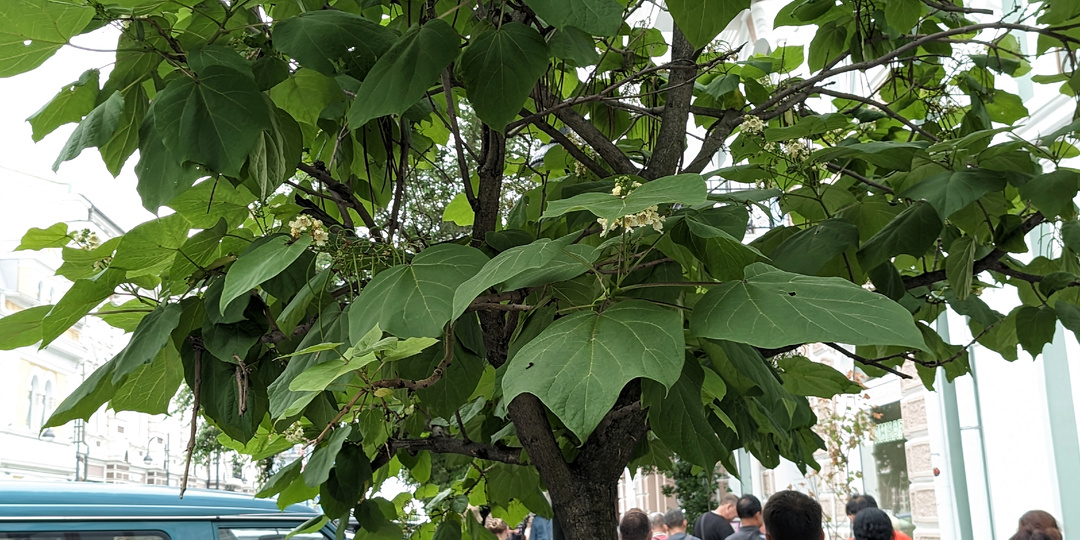 Макаронное дерево, или Катальпа