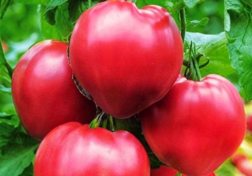 Сладкий, высокоурожайный крупноплодный томат-любимец сезона Сахарный Бизон