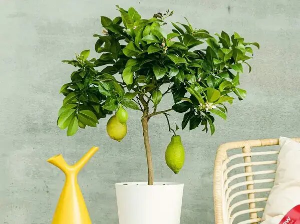   Деревья и цветы, приносящие в дом деньги Вера Курилыч