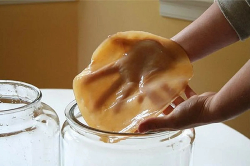 Чайный гриб