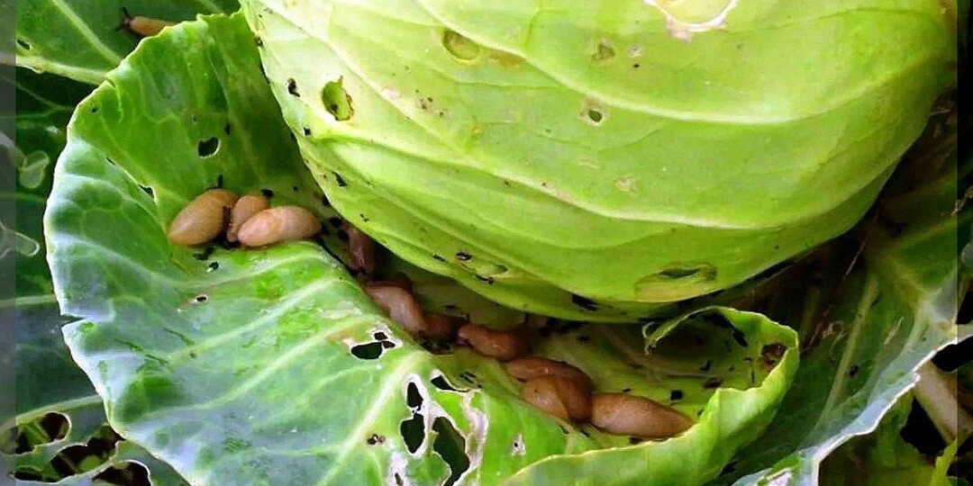 Важный уход за капустой в августе-сентябре: защита от вредителей и основные подкормки капусты для крепких и здоровых кочанов