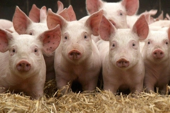 Свиноводство — это отрасль животноводства, занимающаяся разведением домашних свиней