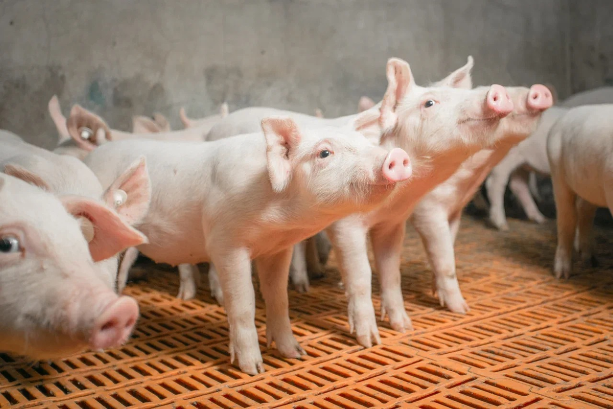 География свиноводства