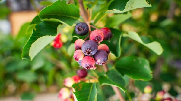    © Getty Images / Vladyslav Varshavskiy