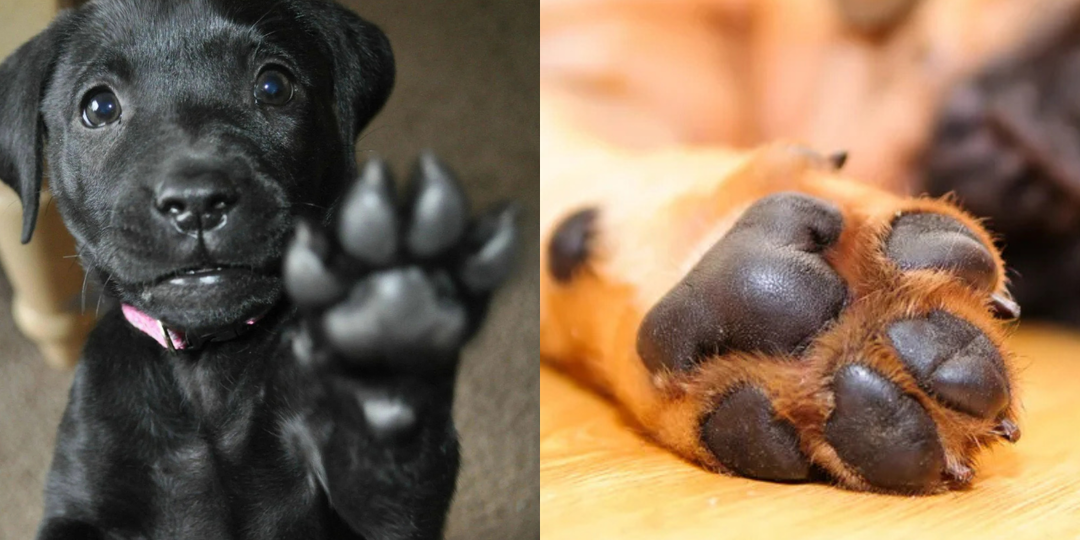 Что скрывают собачьи лапки: 10 интересных фактов о лапах четвероногих