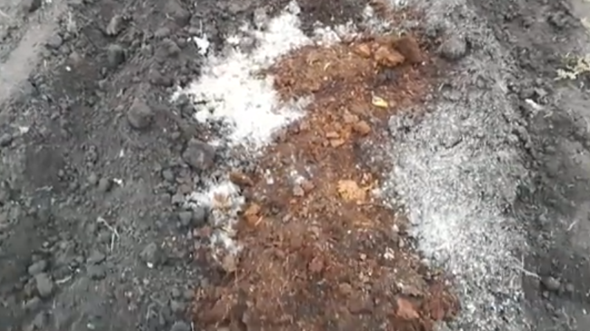 Комплексное питание: компост, зола, речной песок 