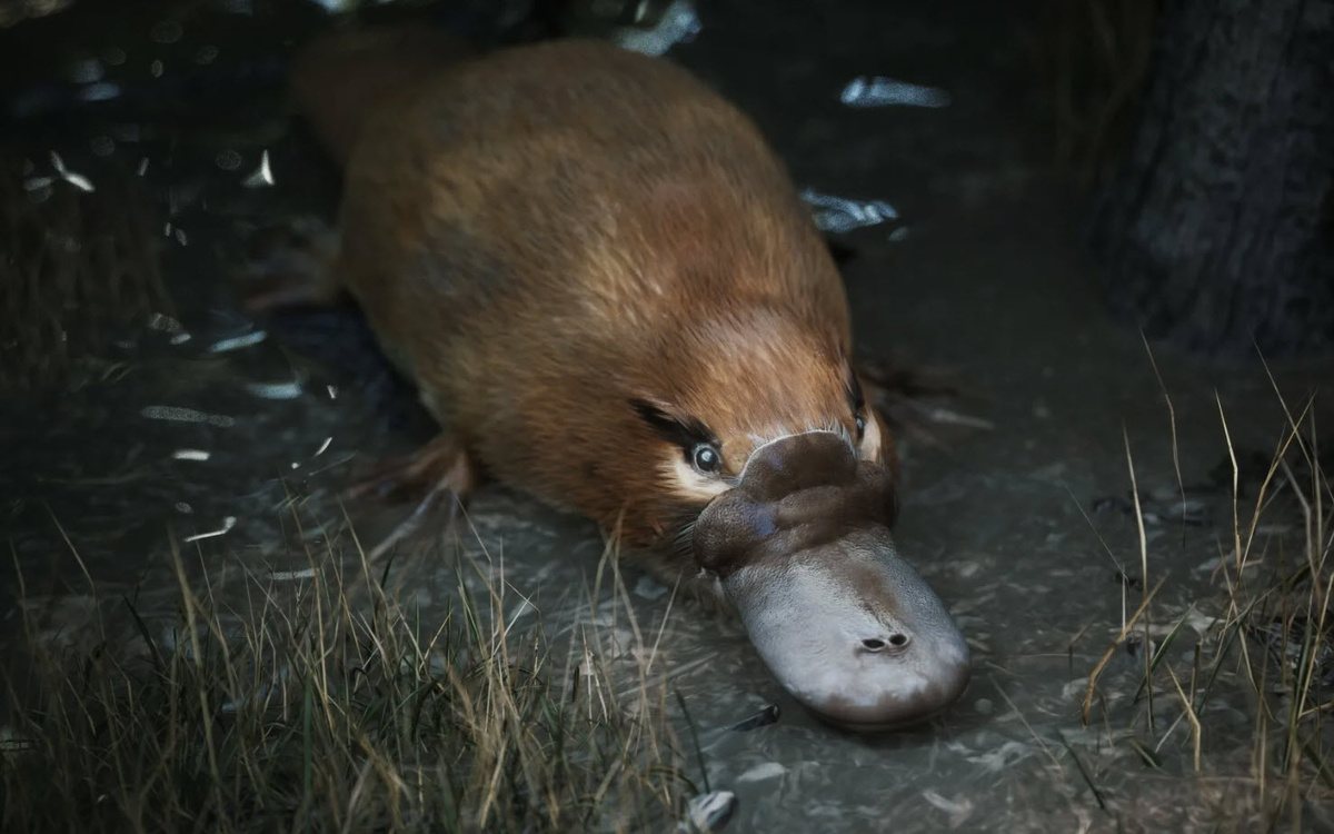 Утконос, самое необычное животное!