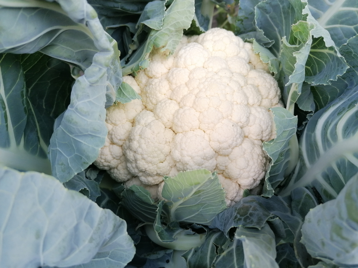 цветная капуста Белый Замок