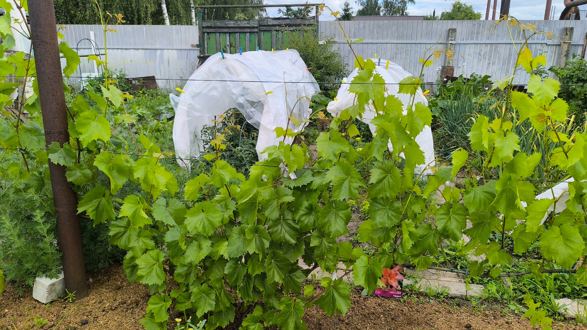 В июне куст выглядел стак.