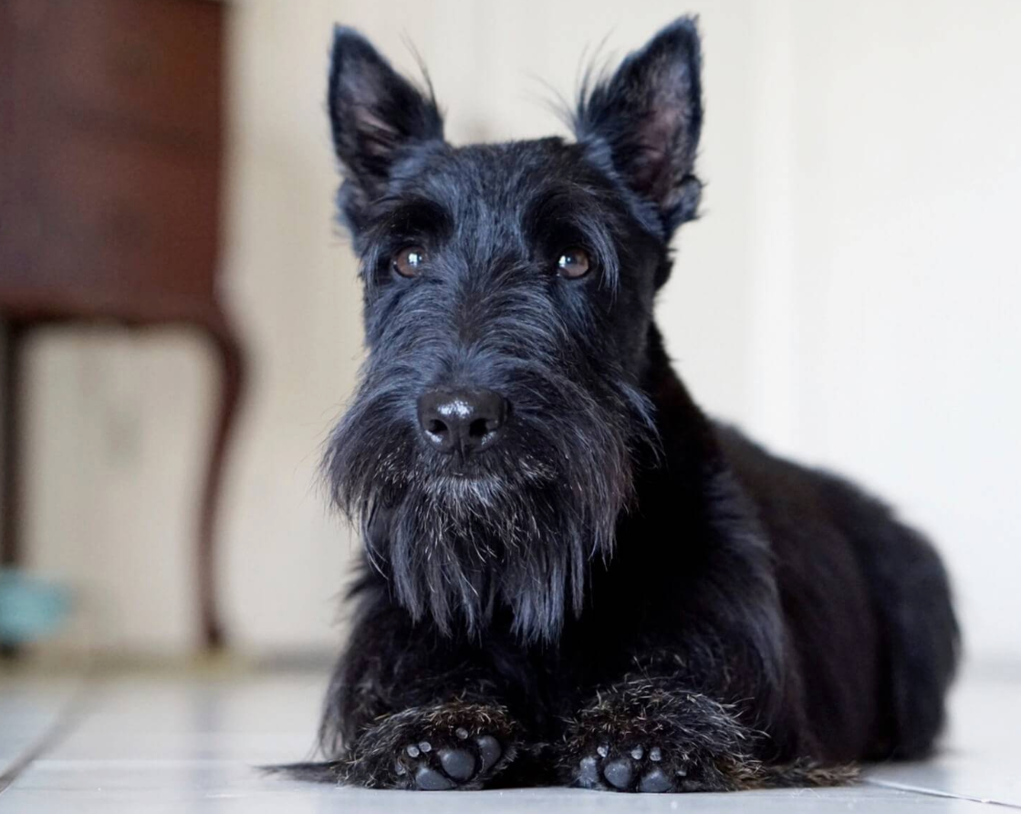 Собака породы Шотландский терьер