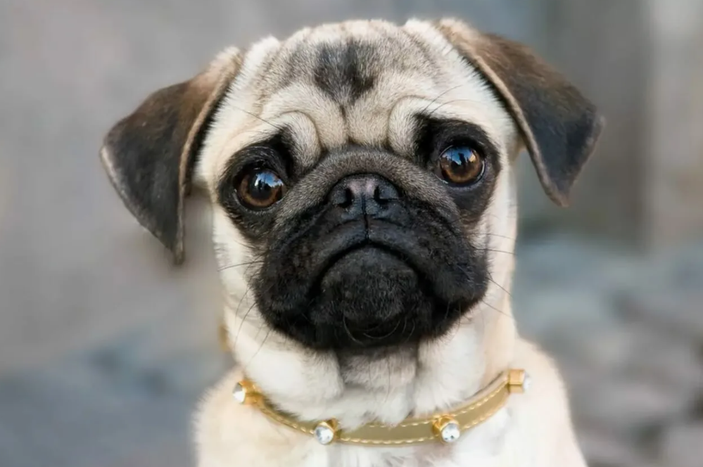 Собака породы Мопс