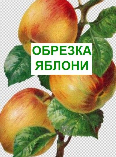 Как обрезать яблони