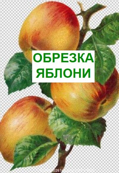 обрезка яблонь