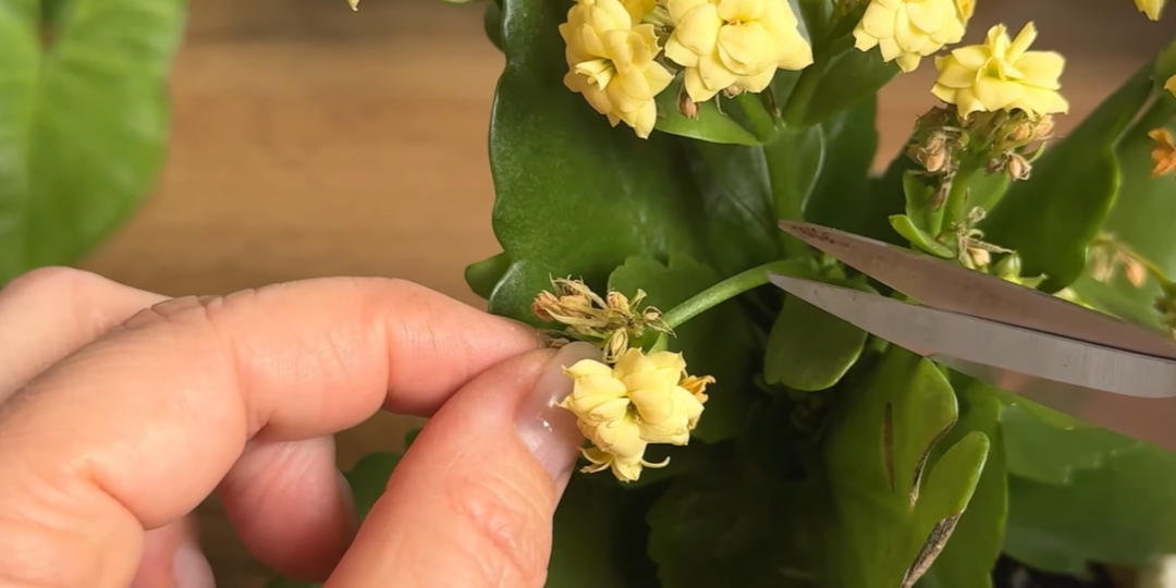 Как правильно ухаживать за Каланхоэ: три эффективных совета.