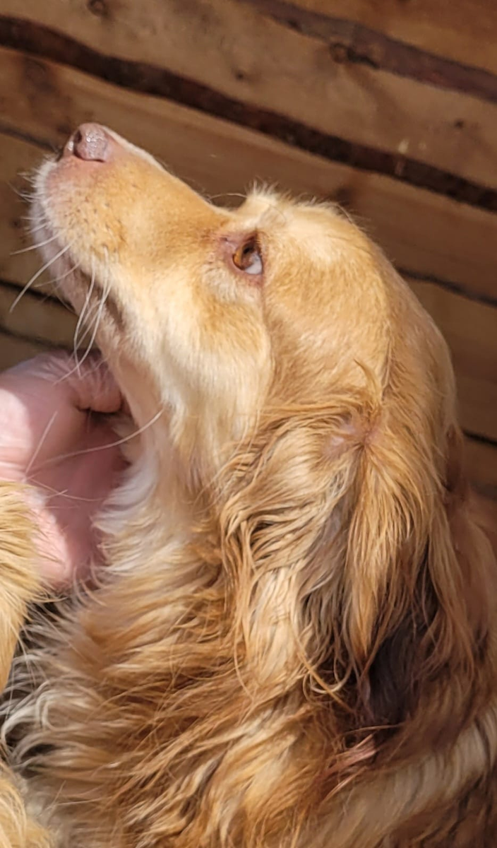 Ищет дом!💕Конти💕