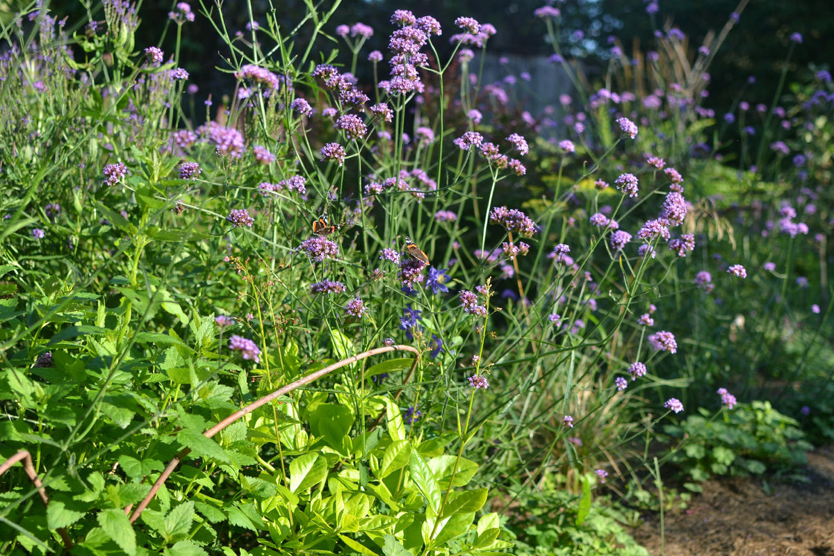 Две бабочки, видите?