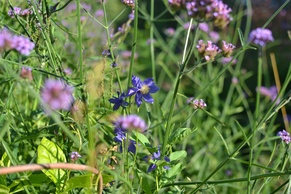 Аквилегия железистая в зарослях вербены бонарской