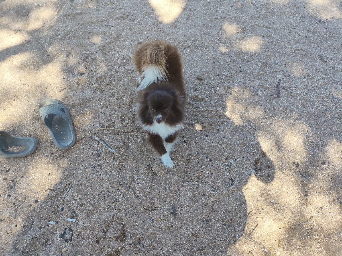 А Поня купаться отказалась наотрез. Я и не настаивала )))