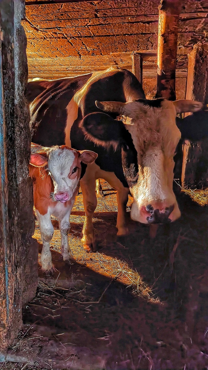 По некоторым историческим версиям, "молокане" — это прозвище, которое они получили от православного народа. Согласно одной из них, молокане пили молоко в постные дни, когда прием "скоромной" пищи запрещен православными канонами, за что их и прозвали молоканами